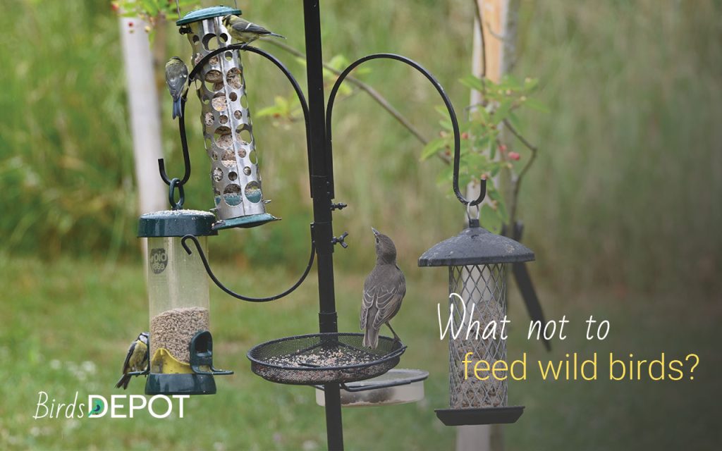 what not to feed wild birds
