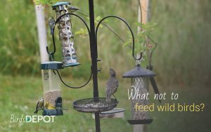 The Definitive Guide: What to Avoid Feeding Wild Birds