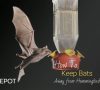How To Keep Bats Away From Hummingbird Feeders?