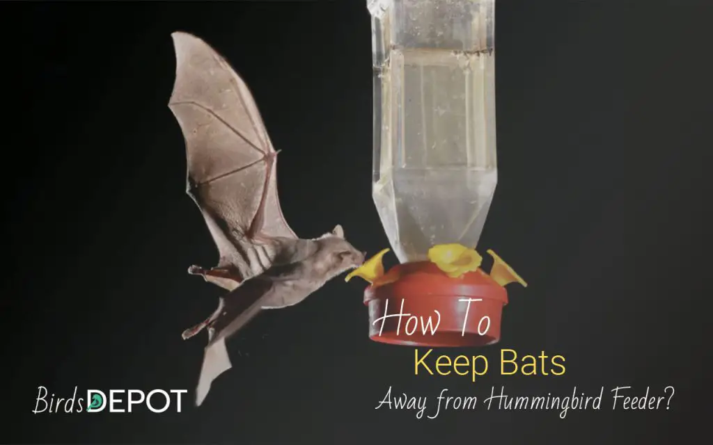 How To Keep Bats Away From Hummingbird Feeders