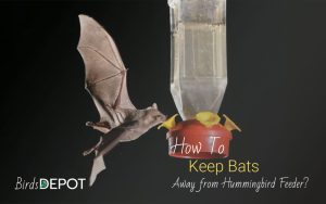How To Keep Bats Away From Hummingbird Feeders?