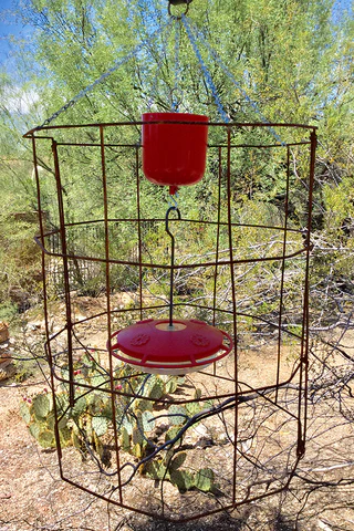 hummingbirds feeder cage