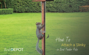 How to Attach a Slinky to Bird Feeder Pole to Keep Squirrels Away