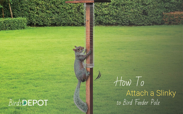 How to Attach a Slinky to Bird Feeder Pole