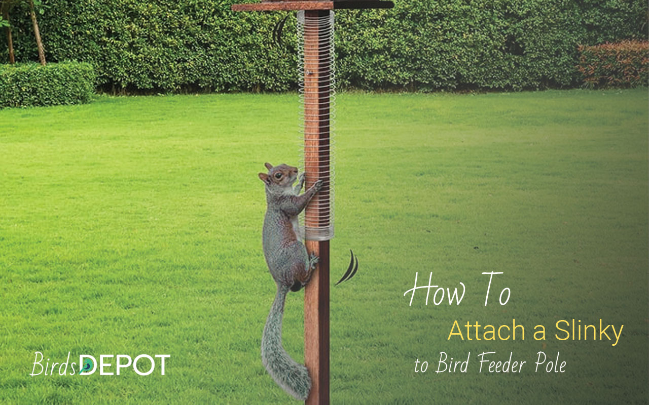 How to Attach a Slinky to Bird Feeder Pole