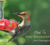 10 Effective Tips to Keep Woodpeckers Away from Hummingbird Feeder