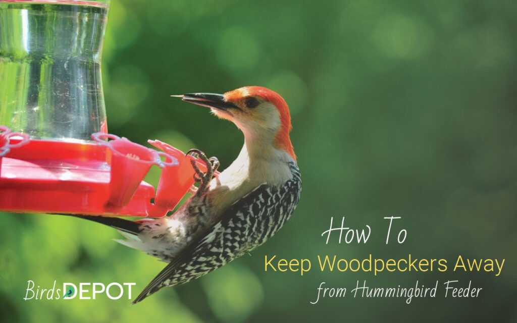 keep woodpeckers away from hummingbird feeder