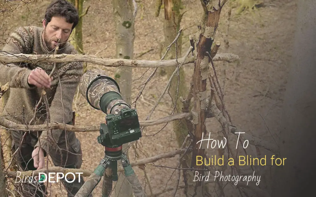 How To Build A Blind For Bird Photography