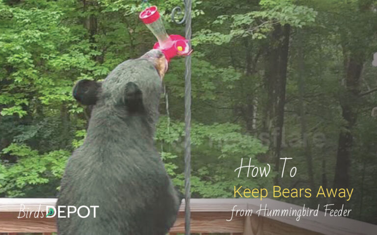 keep bear away from hummingbird feeder
