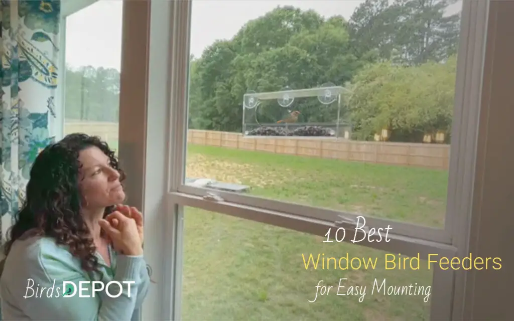 Best Window Bird Feeders