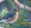 How to Attract Bluebirds to Your Yard: A Complete Guide