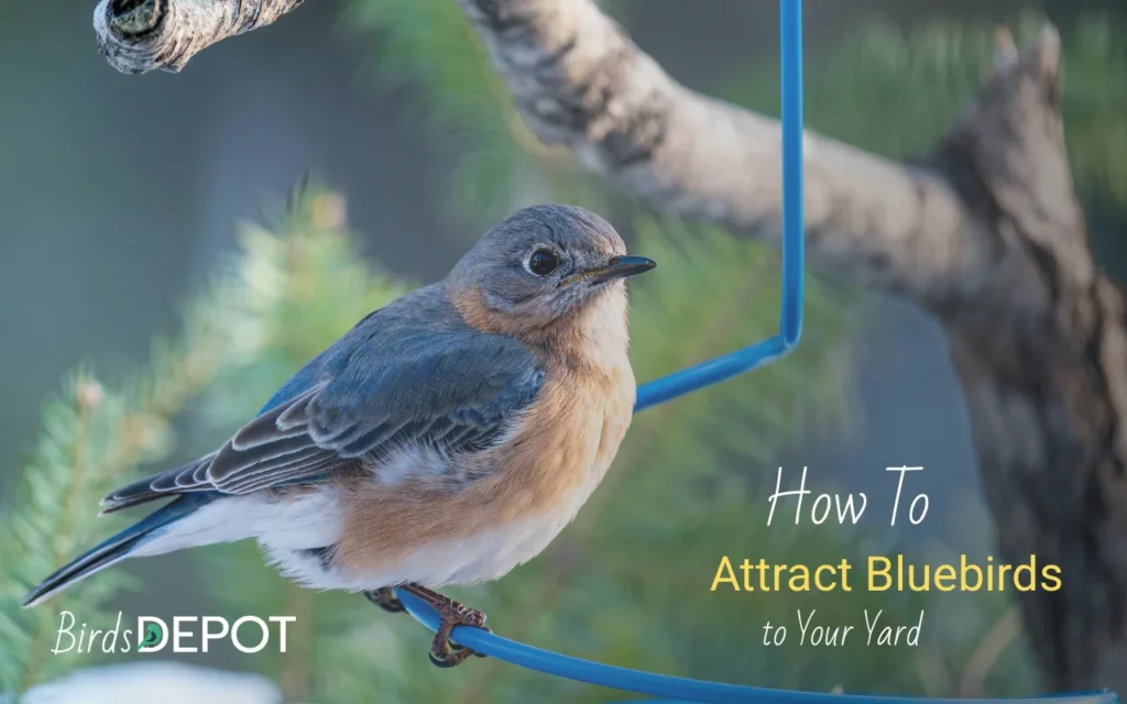 Attract Bluebirds to Your Yard