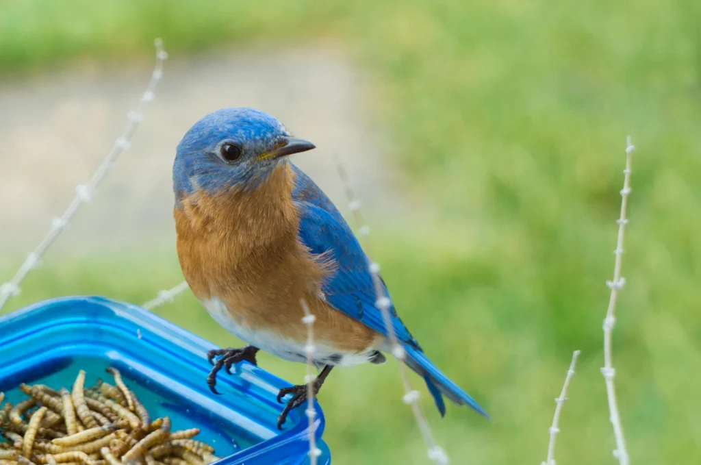 Attract bluebird with Mealworms