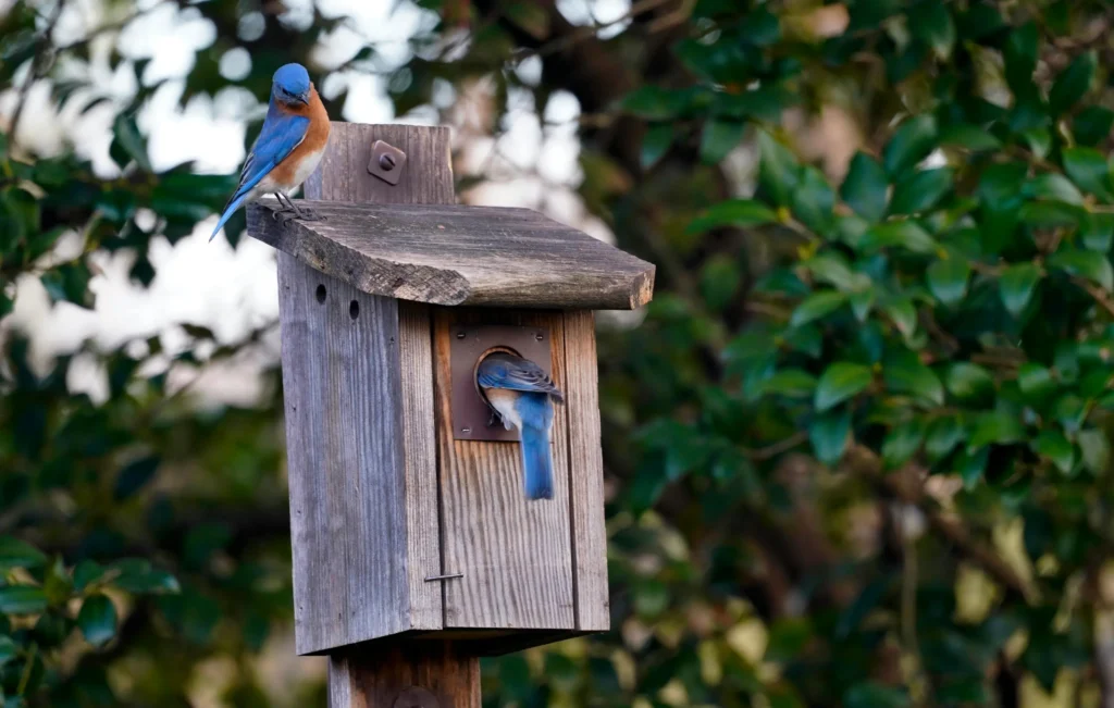 Perfect Bluebird House