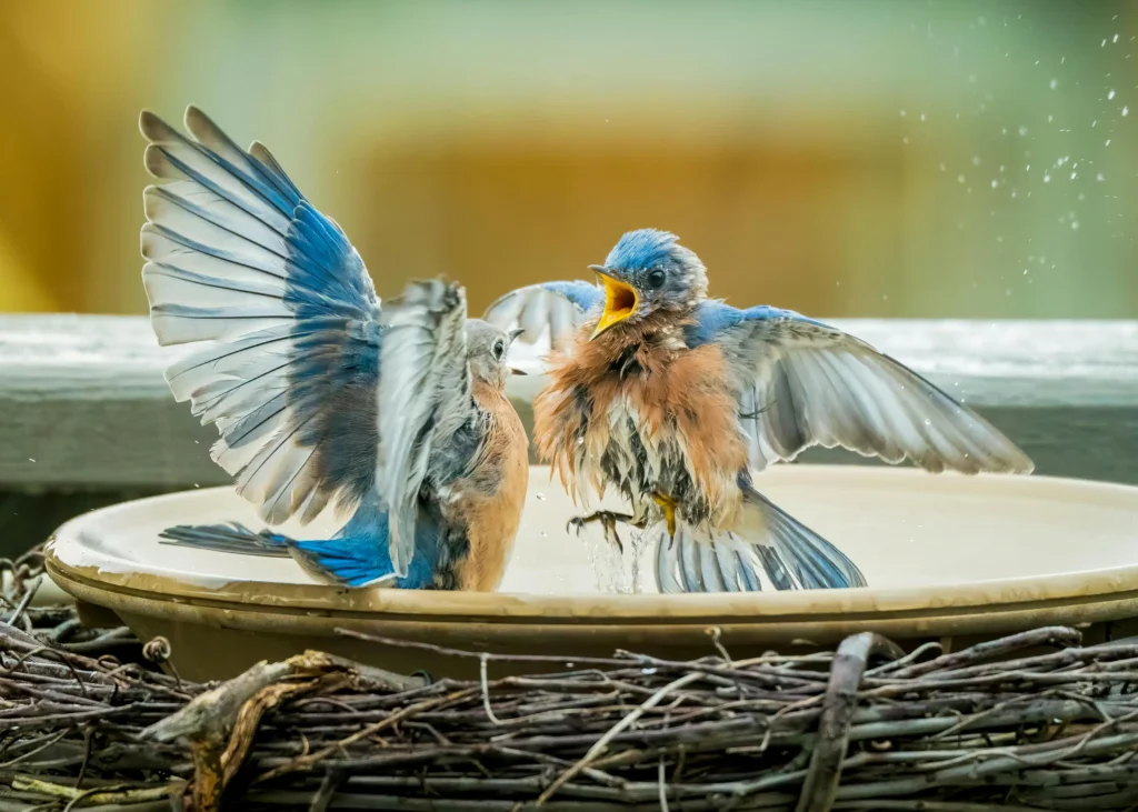 bluebird visits began after installing a proper bird bath