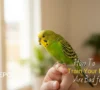 How to Train Your Budgie: A Guide to Taming & Bonding