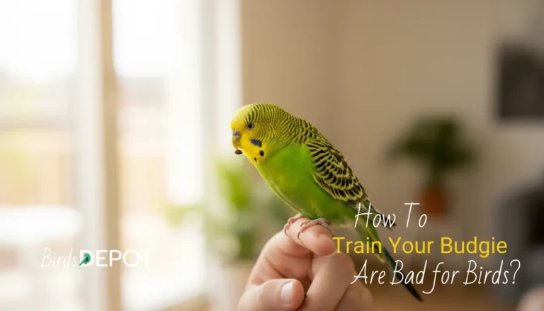 A person's hand offering a seed to a trusting budgie.