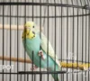 Is a Round Cage Bad for Your Bird? The Surprising Truth