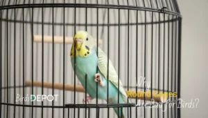Is a Round Cage Bad for Your Bird? The Surprising Truth